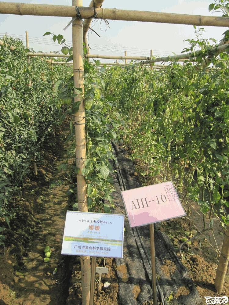 2014年12月10日广州市蔬菜新品种春季展示会田间展示之樱桃番茄 007.gif