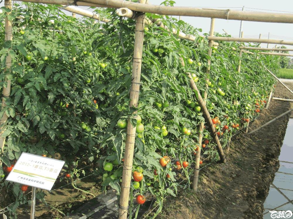 2014年12月10日广州市蔬菜新品种春季展示会田间展示之樱桃番茄 011.gif