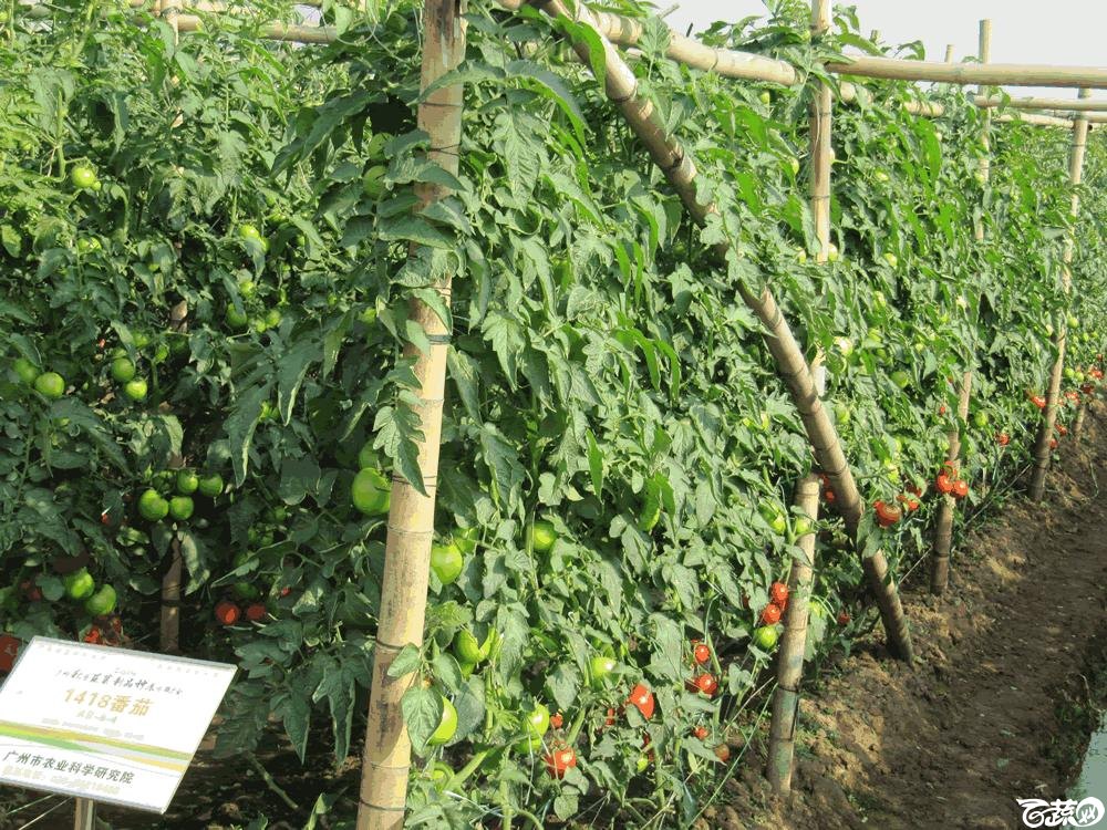 2014年12月10日广州市蔬菜新品种春季展示会田间展示之樱桃番茄 013.gif