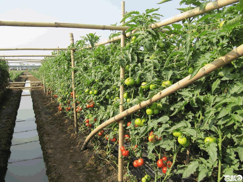 2014年12月10日广州市蔬菜新品种春季展示会田间展示之樱桃番茄 014.gif