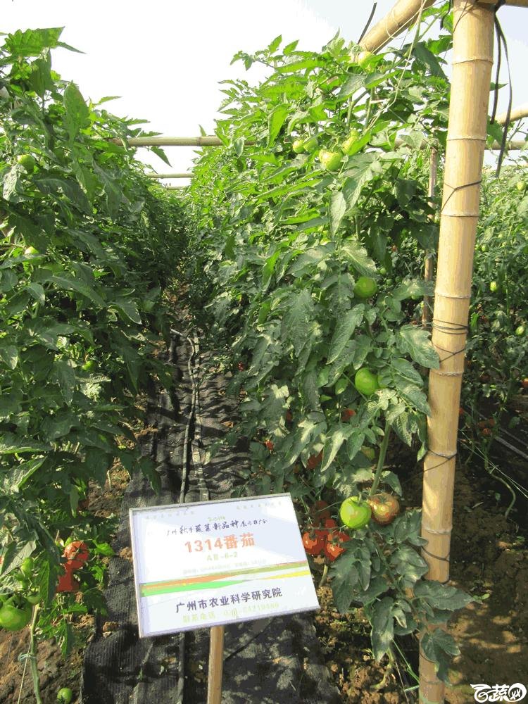 2014年12月10日广州市蔬菜新品种春季展示会田间展示之樱桃番茄 015.gif