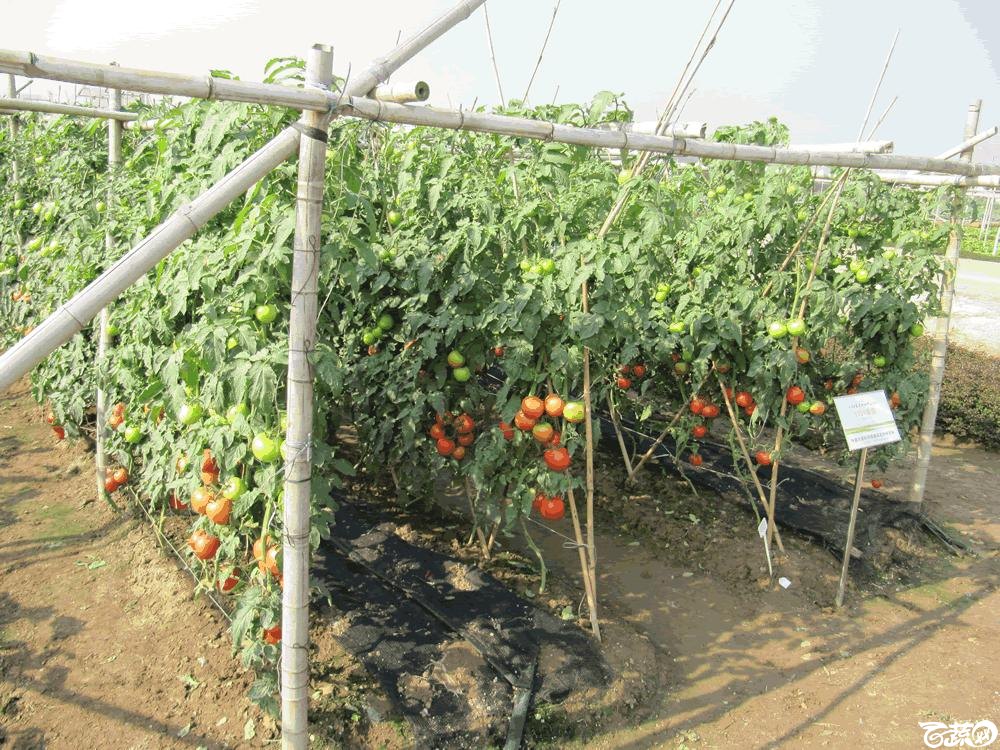 2014年12月10日广州市蔬菜新品种春季展示会田间展示之樱桃番茄 017.gif