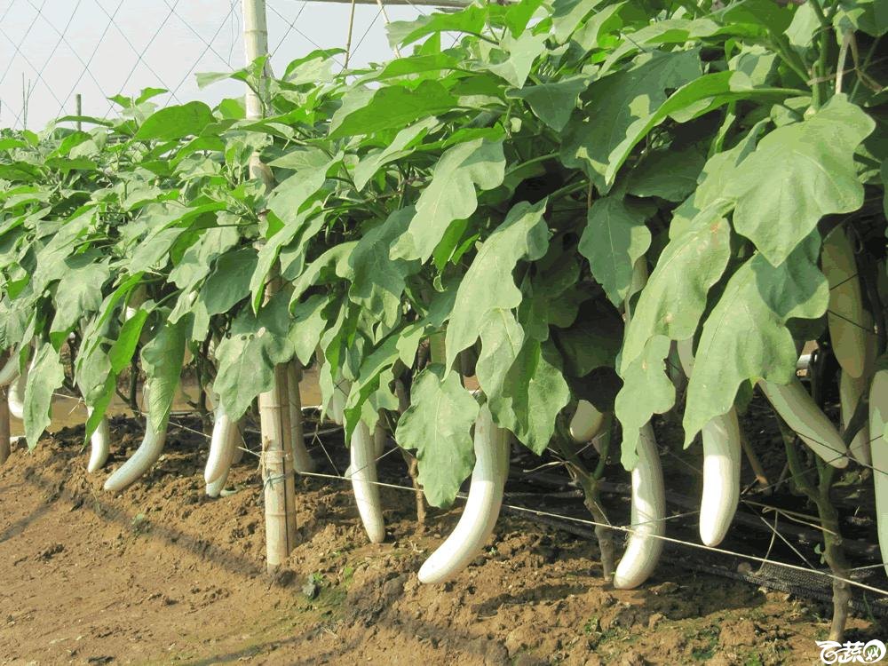 2014年12月10日广州市蔬菜新品种春季展示会实物展示-白茄-001.gif
