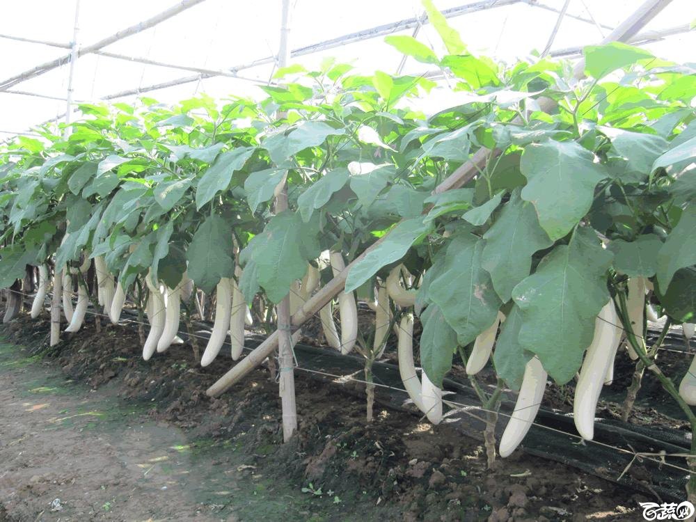 2014年12月10日广州市蔬菜新品种春季展示会实物展示-白茄-003.gif