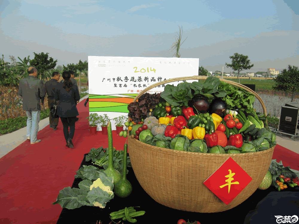 2014年12月10日广州市蔬菜新品种春季展示会实物展示 003.gif