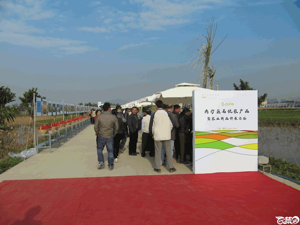 2014年12月10日广州市蔬菜新品种春季展示会实物展示 004.gif
