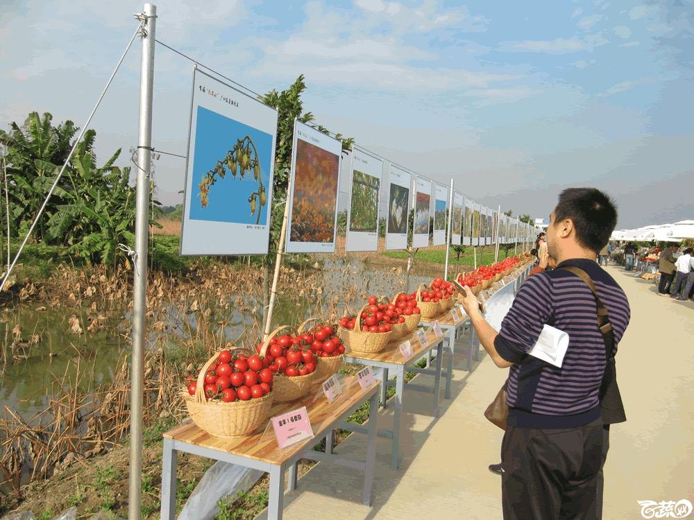 2014年12月10日广州市蔬菜新品种春季展示会实物展示 005.gif