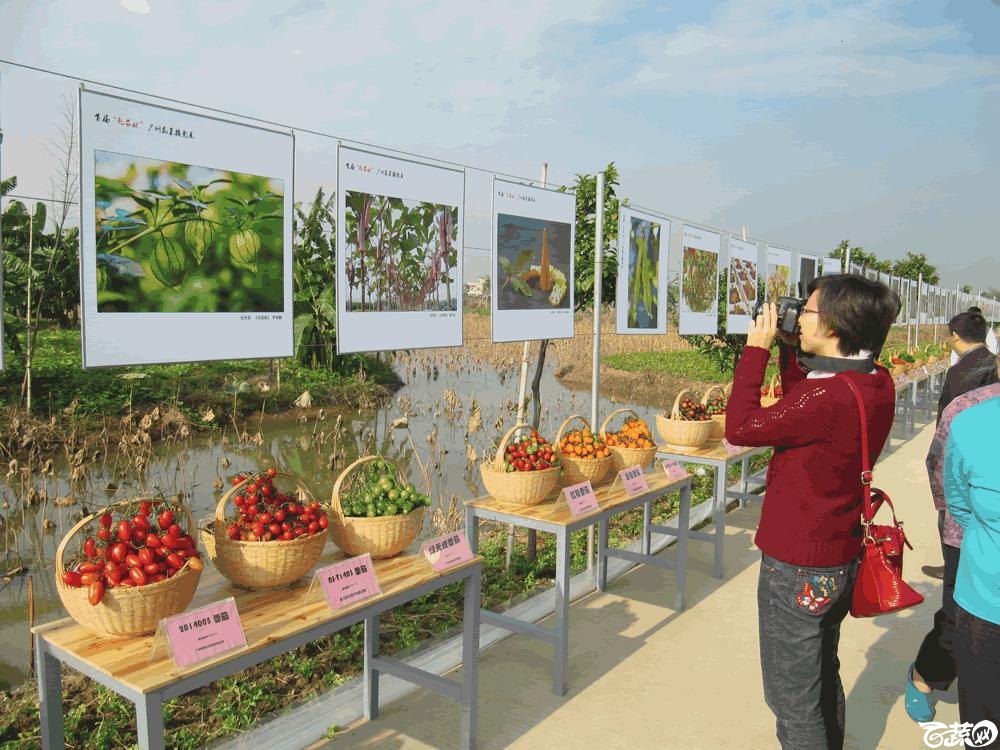 2014年12月10日广州市蔬菜新品种春季展示会实物展示 011.gif