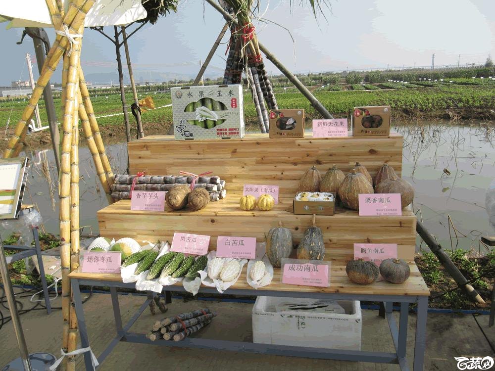 2014年12月10日广州市蔬菜新品种春季展示会实物展示 012.gif