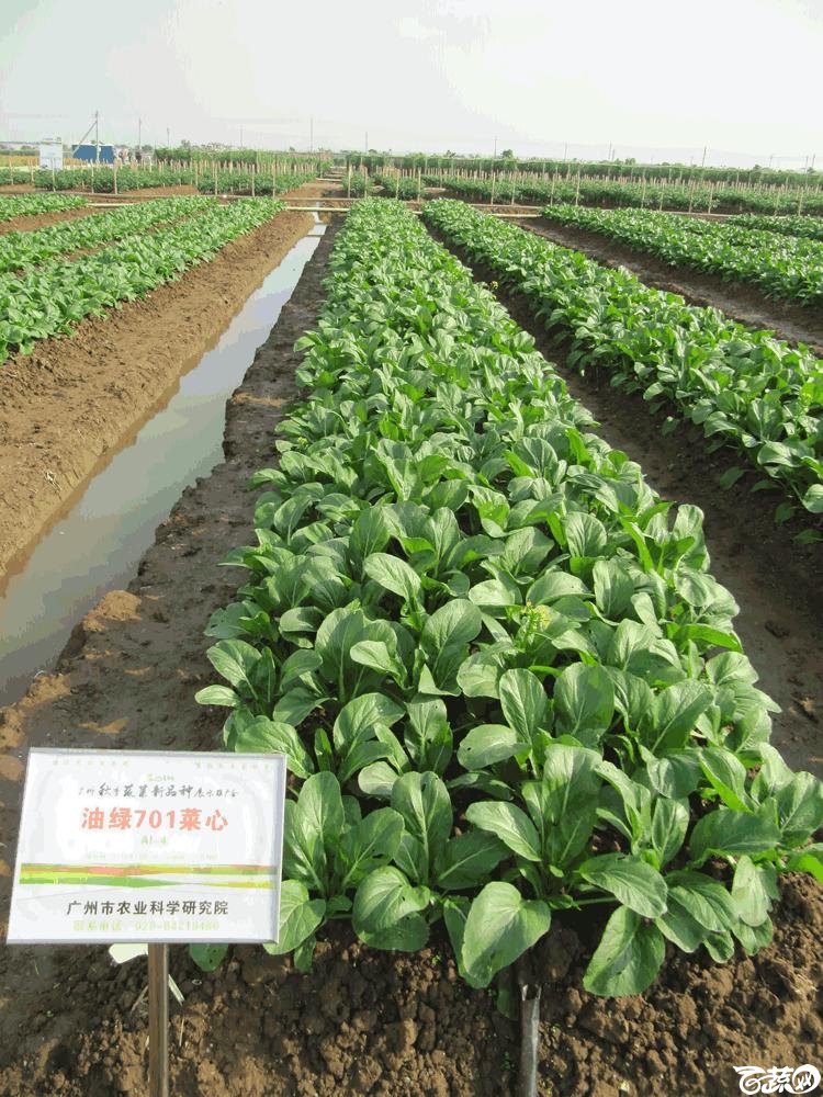2014年12月10日广州市蔬菜新品种春季展示会田间展示菜心 006.gif