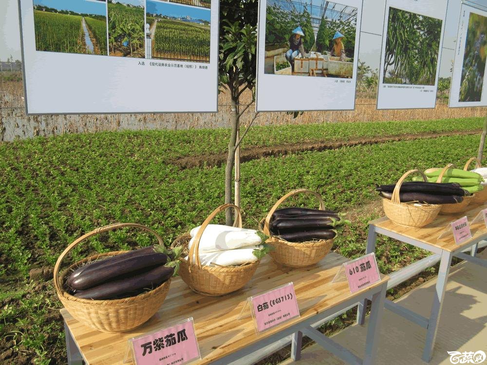 2014年12月10日广州市蔬菜新品种春季展示会实物展示 016.gif