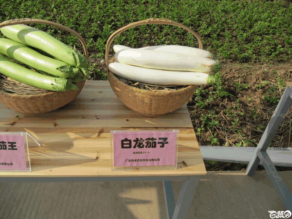 2014年12月10日广州市蔬菜新品种春季展示会实物展示 017.gif