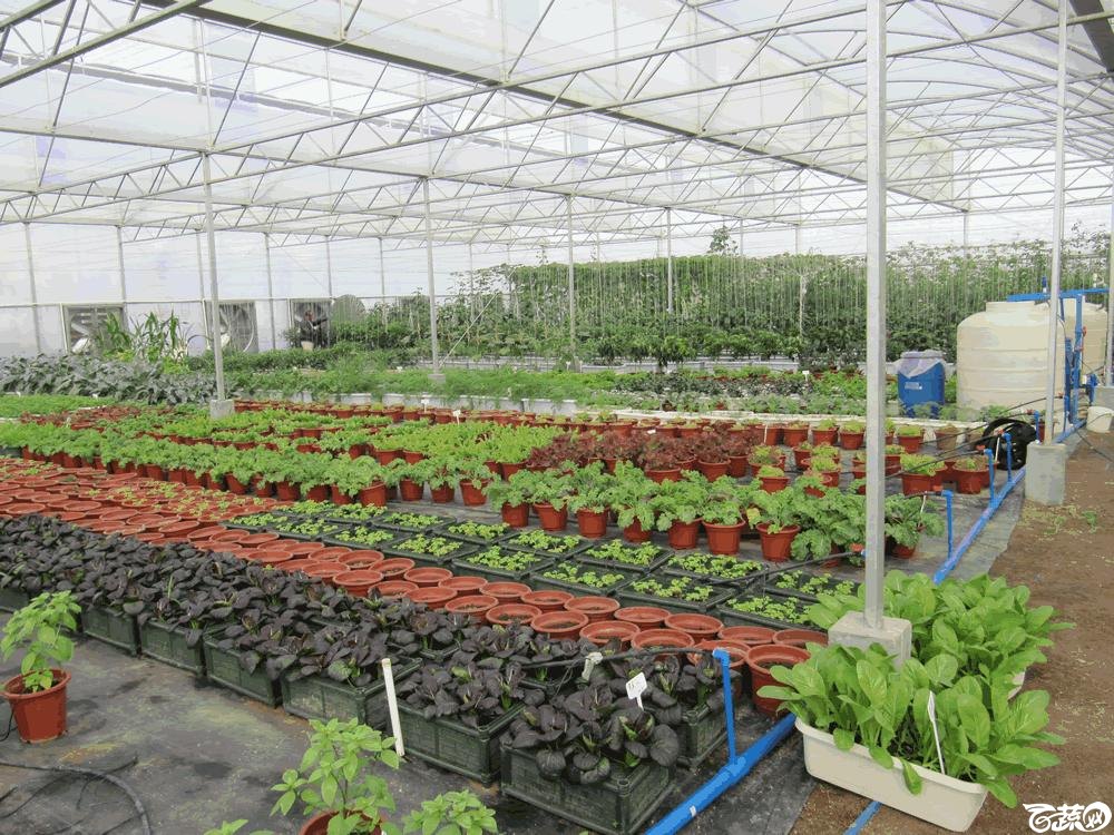 2014年12月10日广州市蔬菜新品种春季展示会实物展示 020.gif