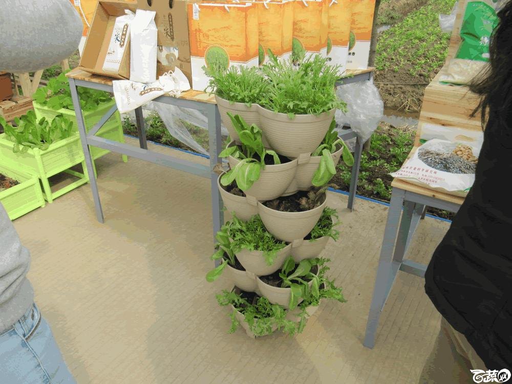 2014年12月10日广州市蔬菜新品种春季展示会实物展示 022.gif