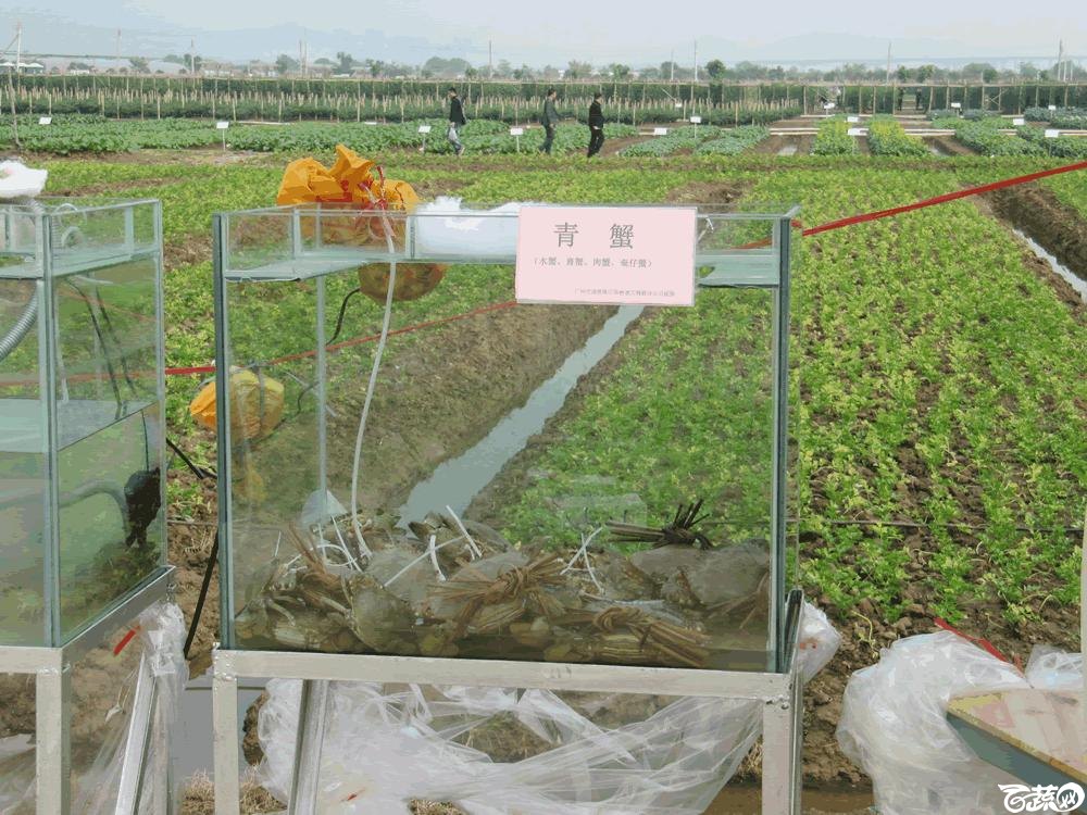 2014年12月10日广州市蔬菜新品种春季展示会实物展示 024.gif