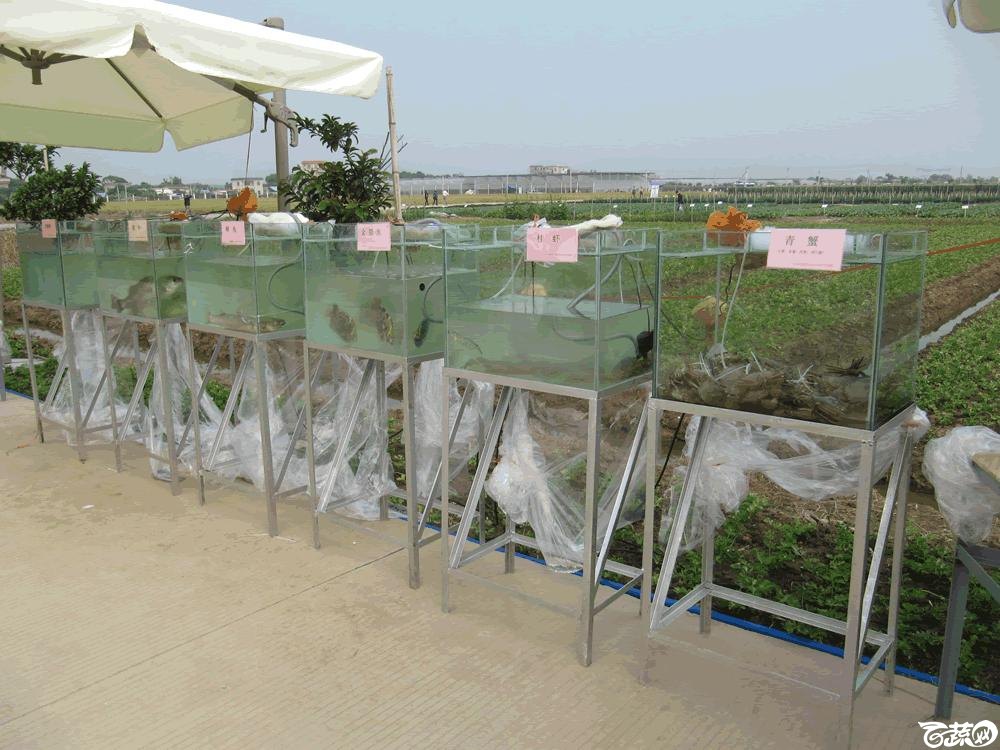 2014年12月10日广州市蔬菜新品种春季展示会实物展示 025.gif