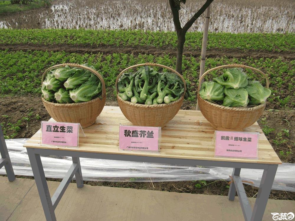 2014年12月10日广州市蔬菜新品种春季展示会实物展示 027.gif