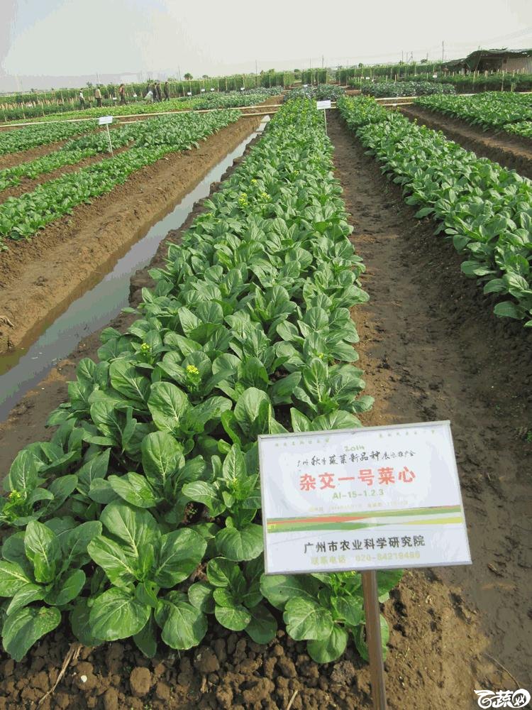 2014年12月10日广州市蔬菜新品种春季展示会田间展示菜心 020.gif