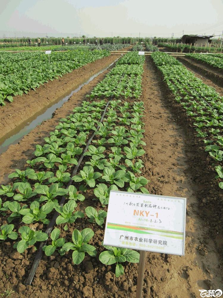 2014年12月10日广州市蔬菜新品种春季展示会田间展示菜心 021.gif