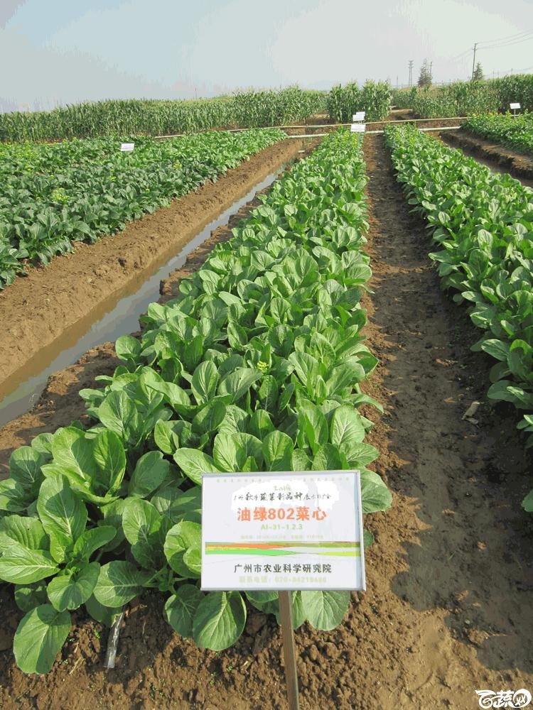 2014年12月10日广州市蔬菜新品种春季展示会田间展示菜心 024.gif