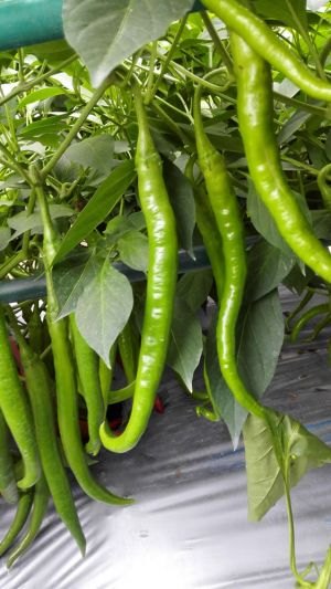 种业博览会全国优良蔬菜品种田间表现-广州阳兴种苗绿美人线椒-008