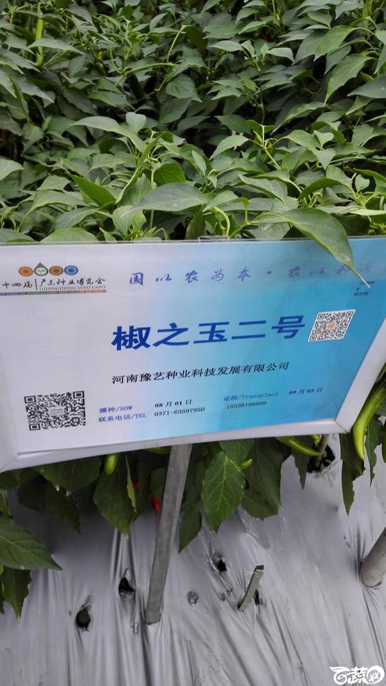 2015年双12广东种业博览会全国优良蔬菜品种田间表现-河南豫艺种苗椒之玉二号-001.jpg