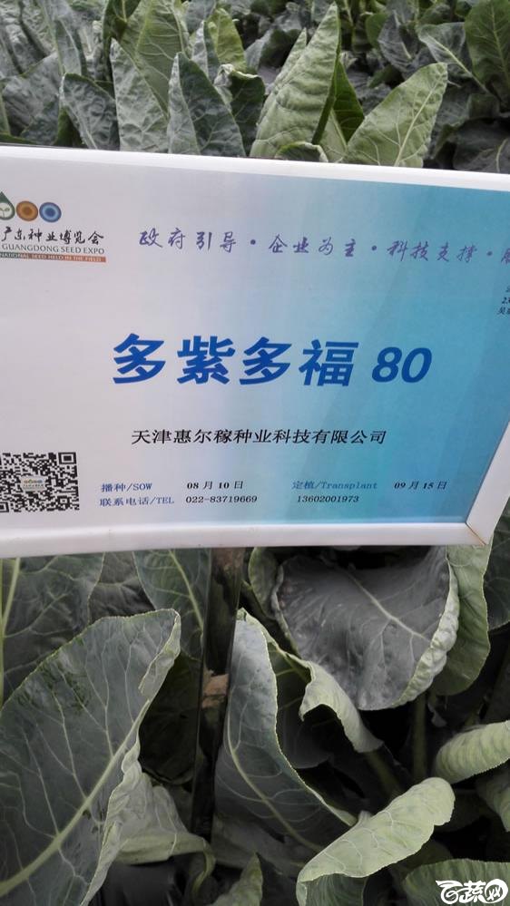 2015年双12广东种业博览会全国优良蔬菜品种田间表现-天津惠尔稼种业多紫多福80花椰菜-001.jpg