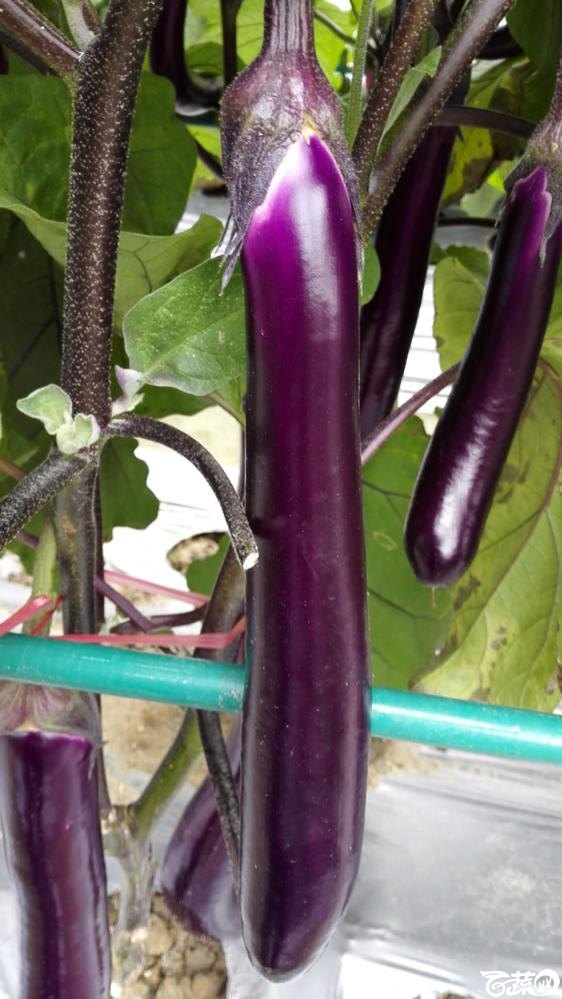 2015年双12广东种业博览会全国优良蔬菜品种田间表现--第十四届广东种博会重点推介品种-广州市华叶种苗特级32号紫红茄-015.jpg