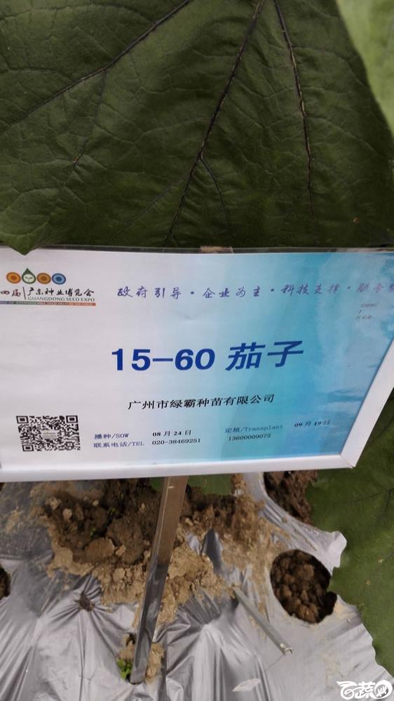 2015年双12广东种业博览会全国优良蔬菜品种田间表现-广州绿霸种苗15-60紫红长茄-001.jpg
