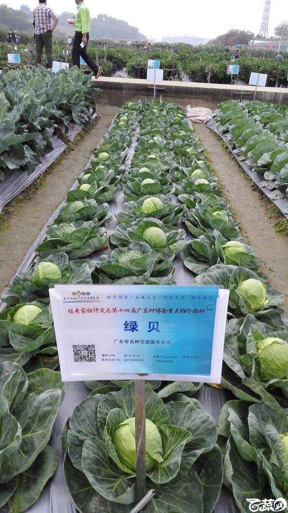 2015年双12广东种业博览会全国优良蔬菜品种田间表现--第十四届广东种博会重点推介品种-广东省良种引进公司绿贝甘蓝-008.jpg