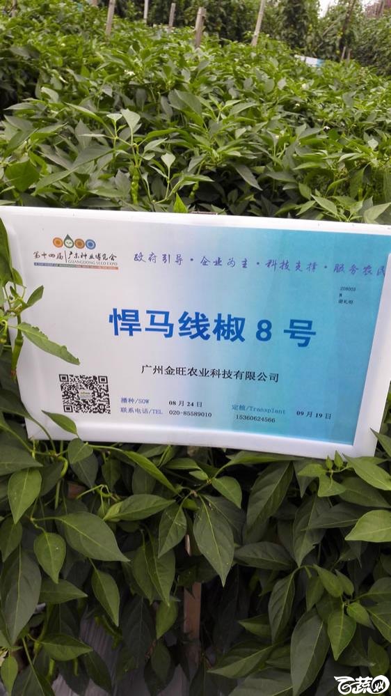 2015年双12广东种业博览会全国优良蔬菜品种田间表现-广州金旺种业悍马线椒八号-001.jpg