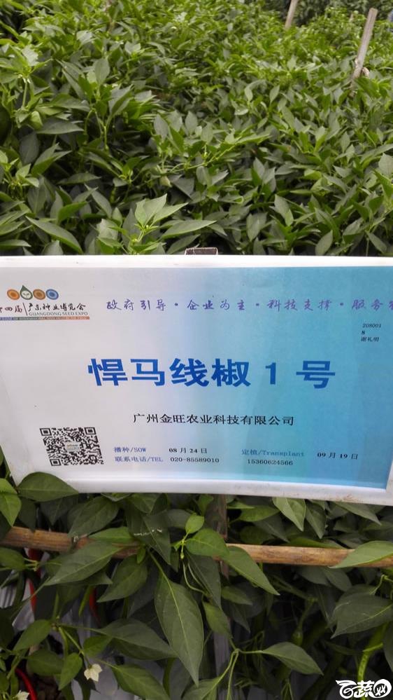 2015年双12广东种业博览会全国优良蔬菜品种田间表现-广州金旺种业悍马线椒一号-001.jpg