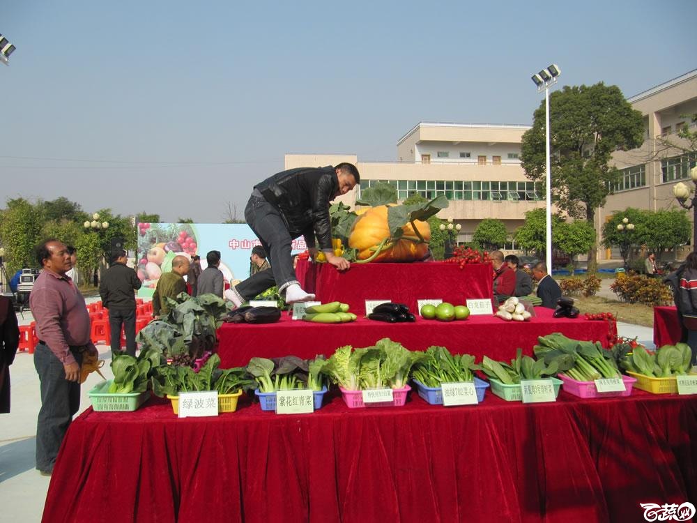 2013年12月27日中山农业技术推广中心蔬菜新品种展示会-新优蔬菜品种柜台展示-002.jpg
