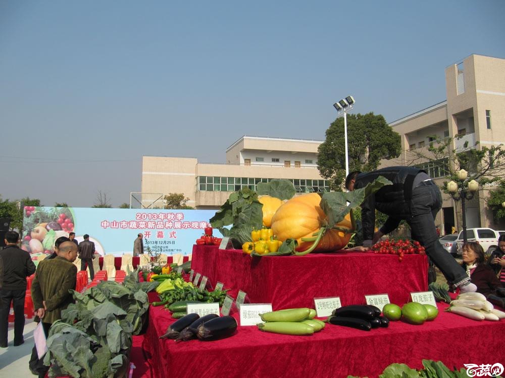 2013年12月27日中山农业技术推广中心蔬菜新品种展示会-新优蔬菜品种柜台展示-003.jpg
