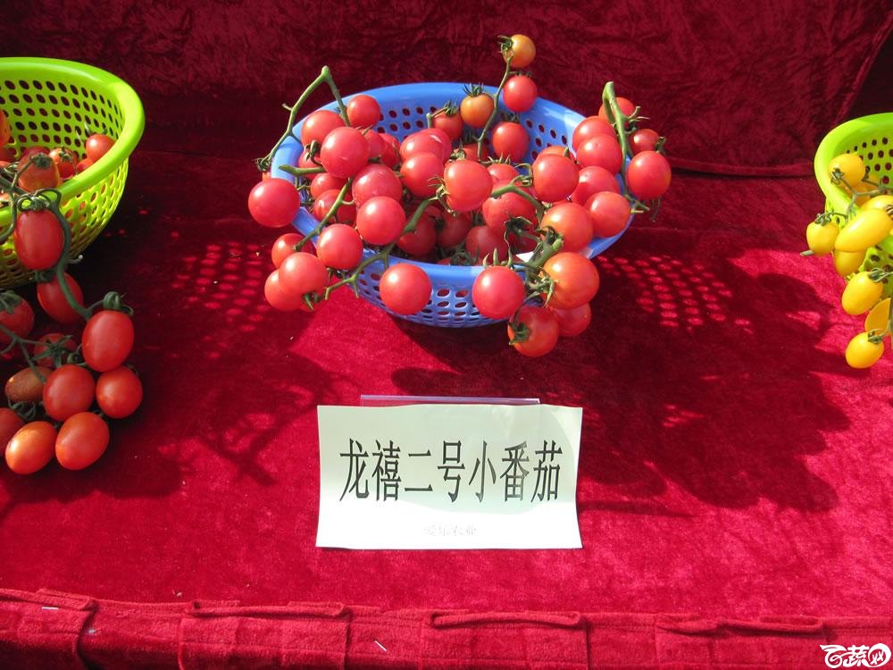 2013年12月27日中山农业技术推广中心蔬菜新品种展示会-新优蔬菜品种柜台展示-005.jpg