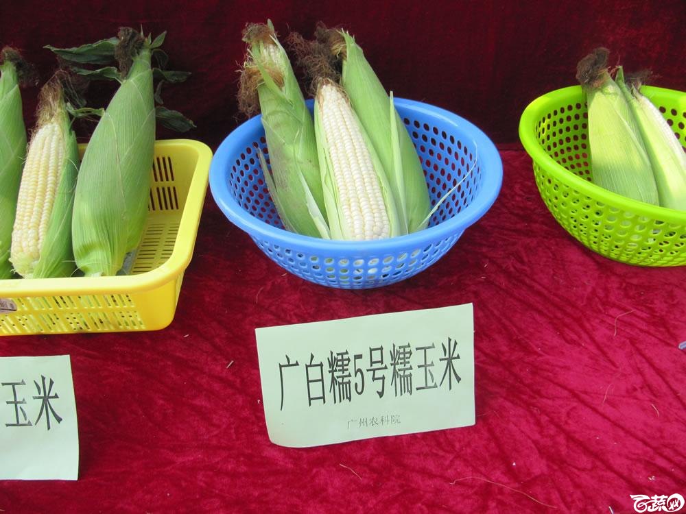 2013年12月27日中山农业技术推广中心蔬菜新品种展示会-新优蔬菜品种柜台展示-011.jpg