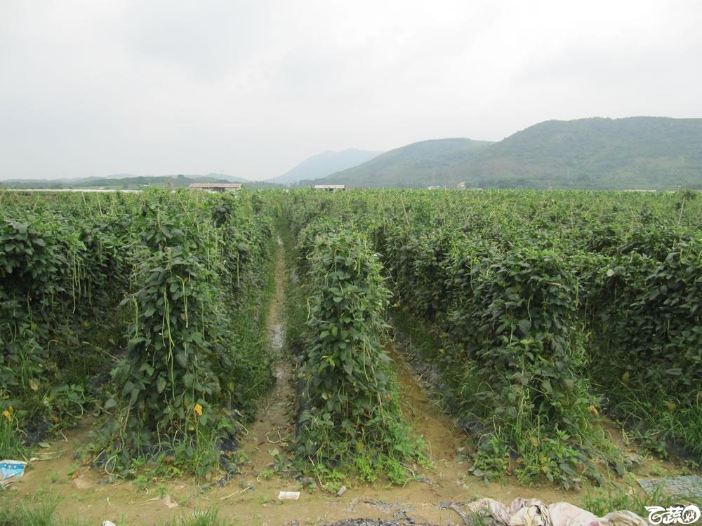 肇庆高要蚬岗2013年省科技厅科技下乡活动参观千亩豆角基地 001.jpg