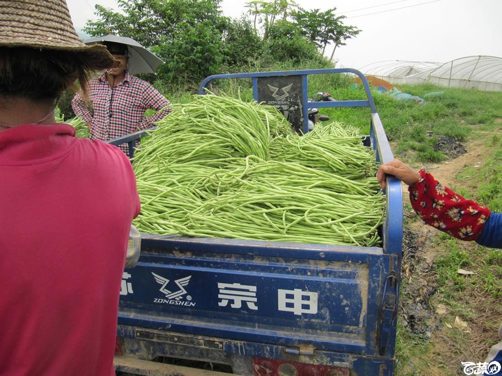 肇庆高要蚬岗2013年省科技厅科技下乡活动参观千亩豆角基地 007.jpg