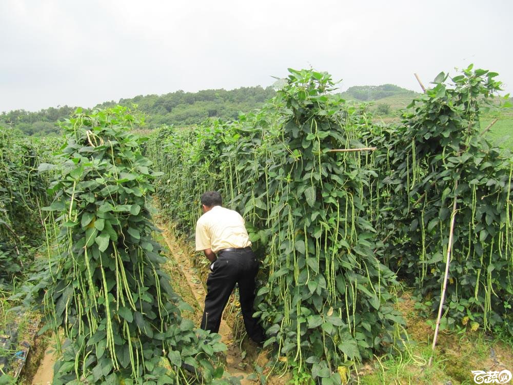 肇庆高要蚬岗2013年省科技厅科技下乡活动参观千亩豆角基地 011.jpg