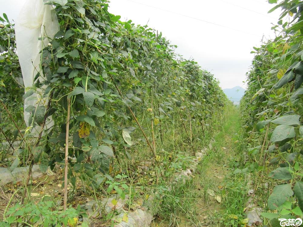 肇庆高要蚬岗2013年省科技厅科技下乡活动参观千亩豆角基地 014.jpg