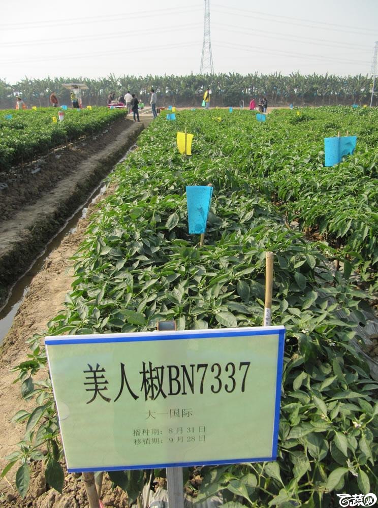 2013年12月27日中山农业技术推广中心蔬菜新品种展示会-新优蔬菜品种田间展示大一国际美人椒-114.jpg