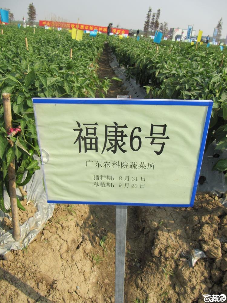 2013年12月27日中山农业技术推广中心蔬菜新品种展示会-新优蔬菜品种田间展示广东农科院蔬菜所福康6号-208.jpg