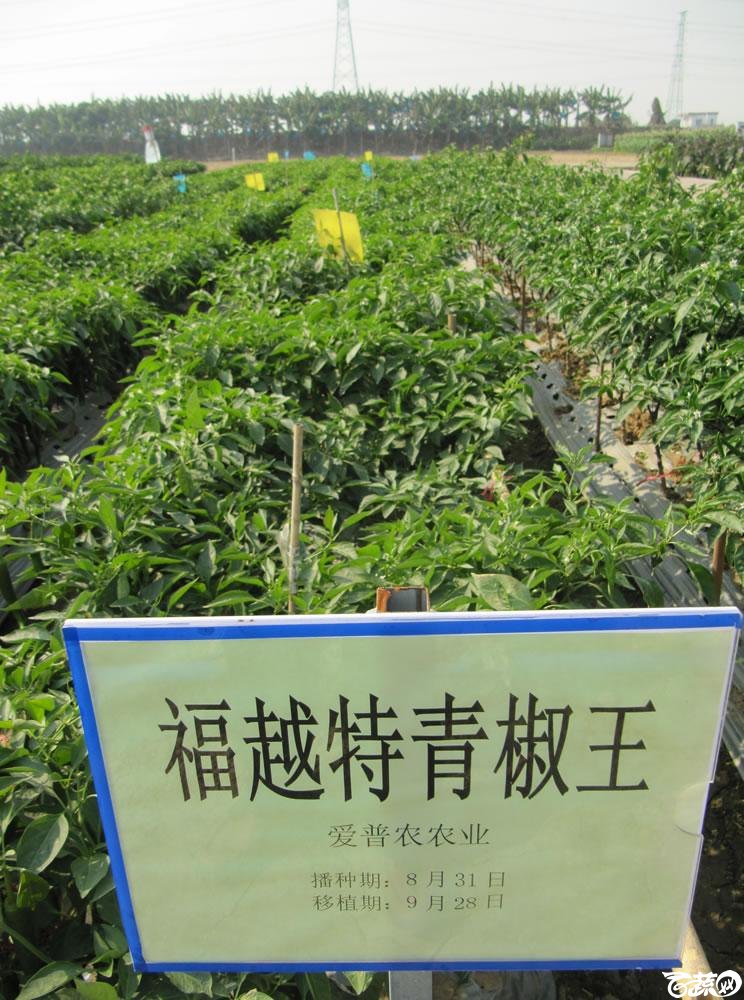 2013年12月27日中山农业技术推广中心蔬菜新品种展示会-新优蔬菜品种田间展示广州爱普农福越特青椒王-180.jpg