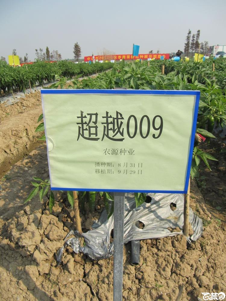 2013年12月27日中山农业技术推广中心蔬菜新品种展示会-新优蔬菜品种田间展示广州农源种业超越009-210.jpg