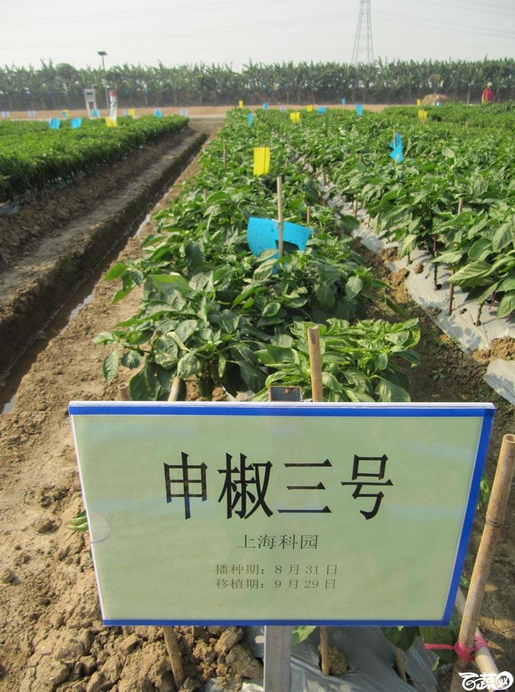 2013年12月27日中山农业技术推广中心蔬菜新品种展示会-新优蔬菜品种田间展示上海科园种业申椒三号-052.jpg