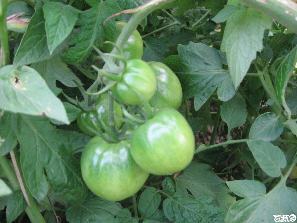 红宝番茄4.jpg