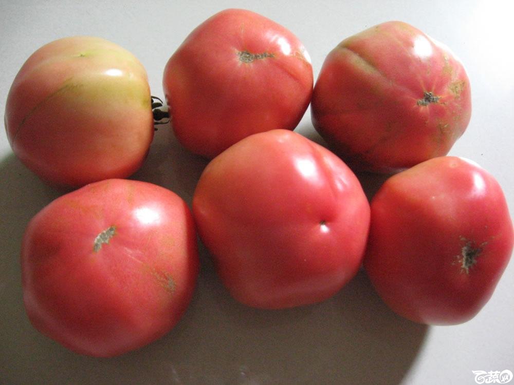 红宝番茄8.jpg