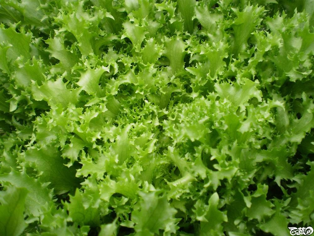 益生菜1.jpg