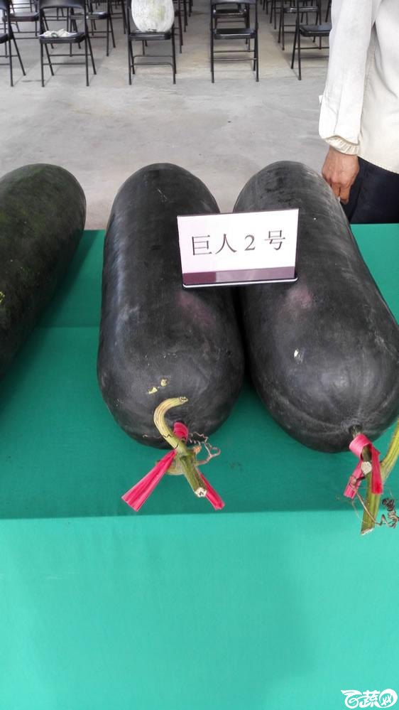 2014年广东蔬菜新品种新技术展示会-室内新品种展示-017.jpg