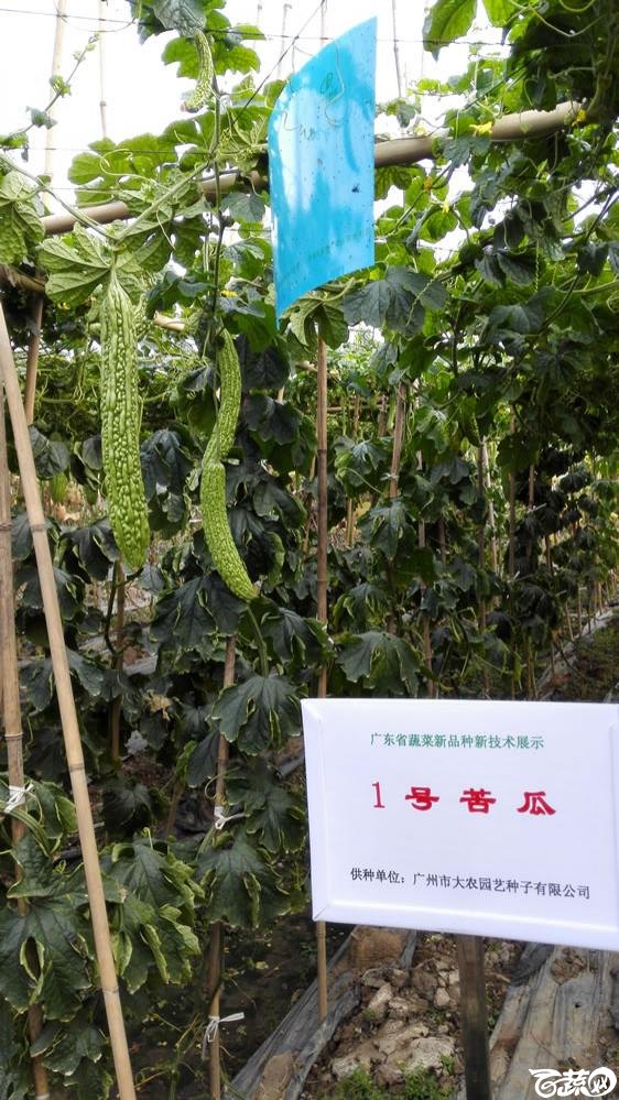 2014年广东蔬菜新品种新技术展示会-广州大农种苗1号苦瓜-001.jpg